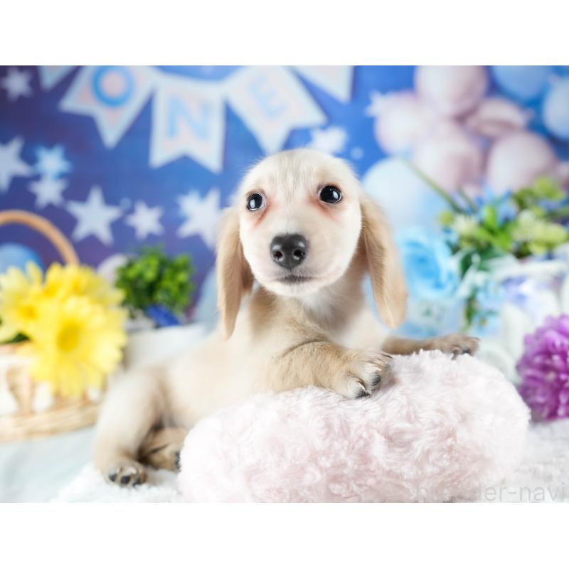 販売中の茨城県のミニチュアダックスフンド(ロングヘアード)-424498の3枚目