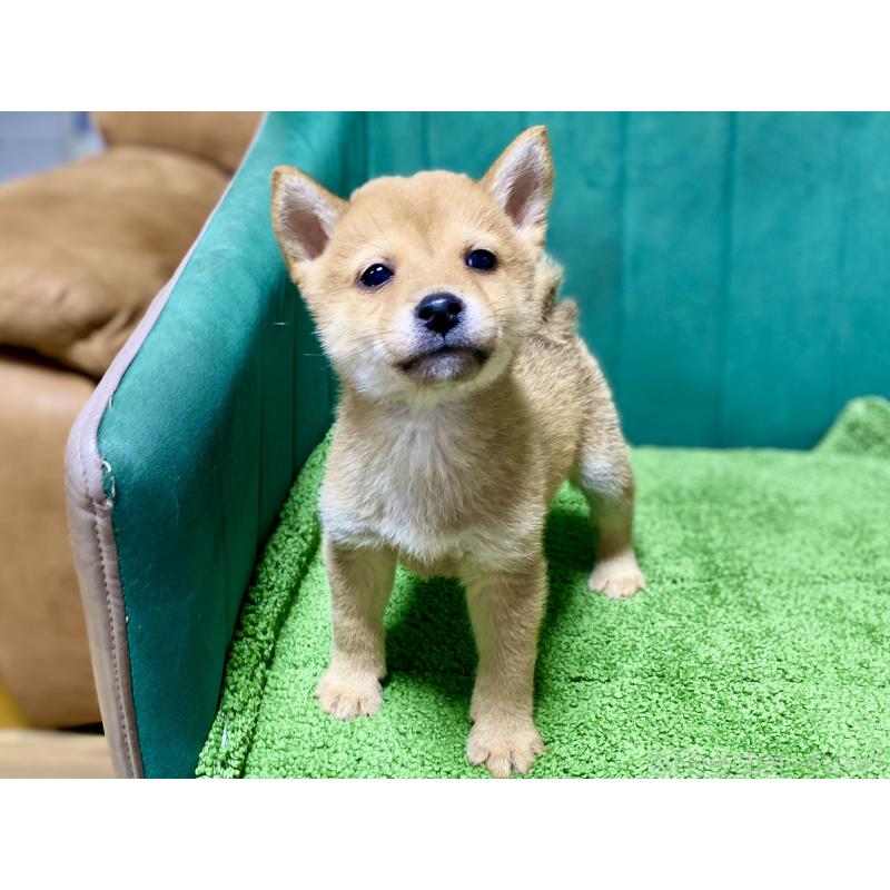 成約済の茨城県の豆柴-422533の3枚目