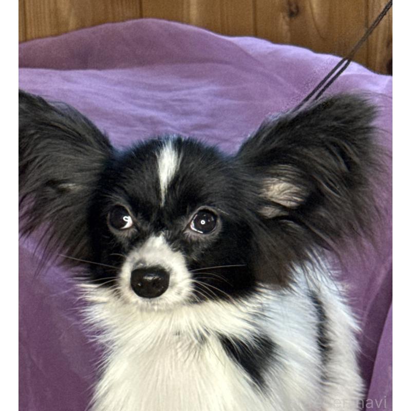 販売中の三重県のパピヨン-424497の1枚目