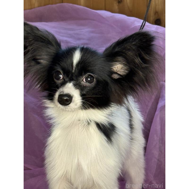 販売中の三重県のパピヨン-424497の10枚目