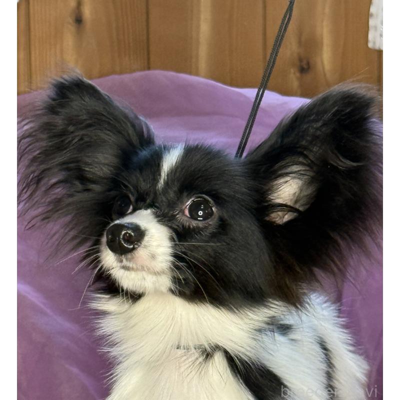 販売中の三重県のパピヨン-424497の9枚目