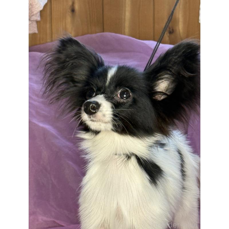 販売中の三重県のパピヨン-424497の8枚目