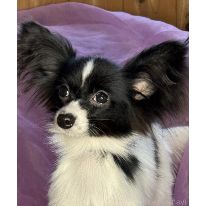 販売中の三重県のパピヨン-424497の7枚目