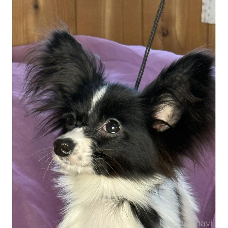 販売中の三重県のパピヨン-424497の6枚目