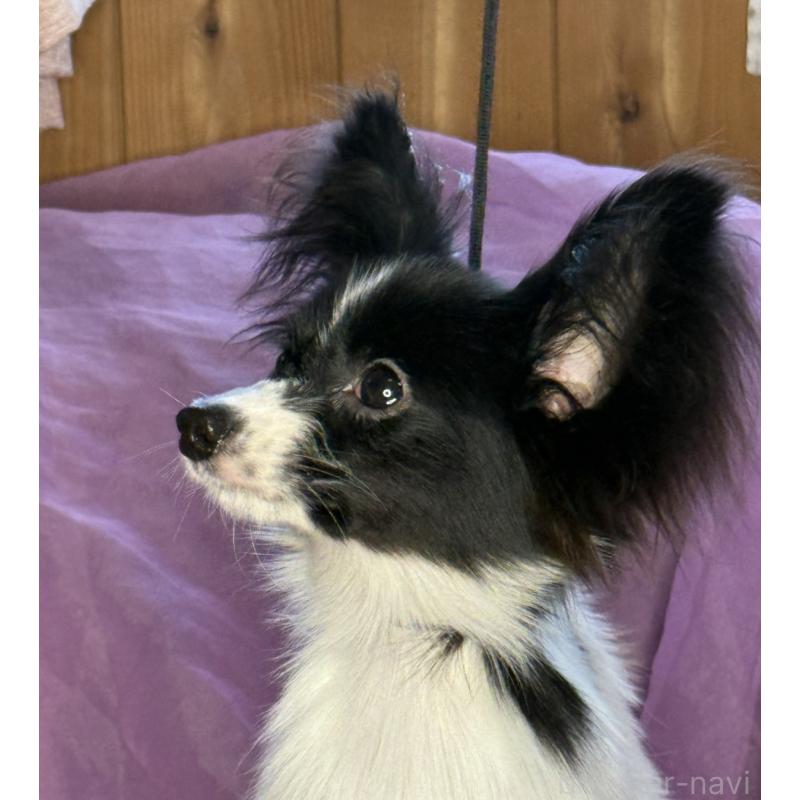 販売中の三重県のパピヨン-424497の5枚目