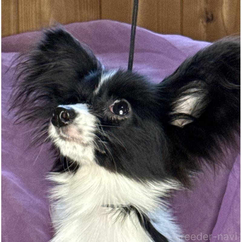 販売中の三重県のパピヨン-424497の4枚目