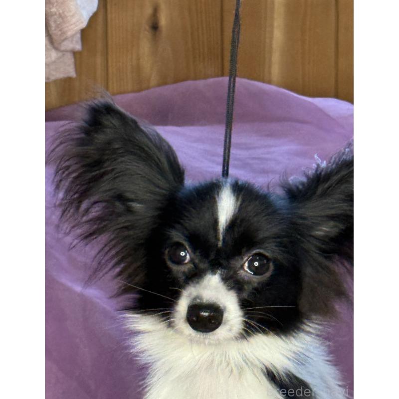 販売中の三重県のパピヨン-424497の3枚目