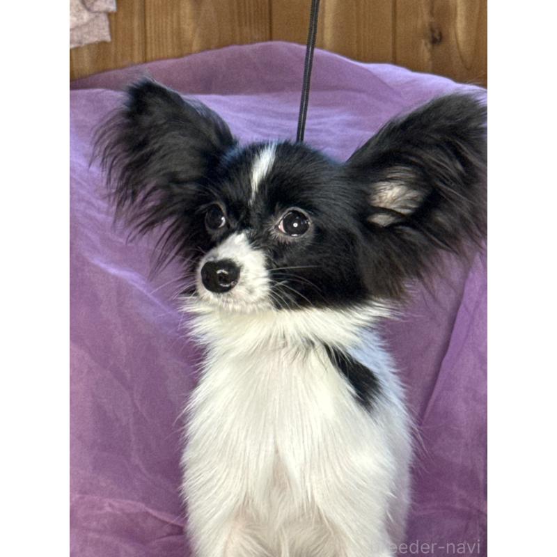 販売中の三重県のパピヨン-424497の2枚目