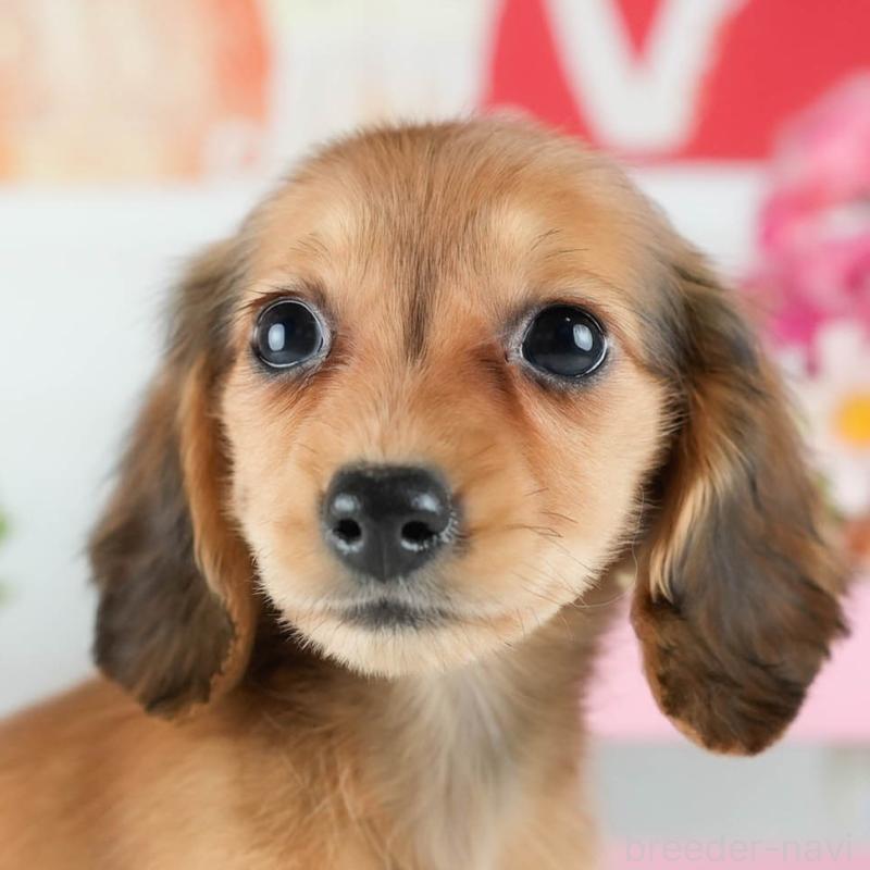 販売中の茨城県のミニチュアダックスフンド(ロングヘアード)-424499の8枚目