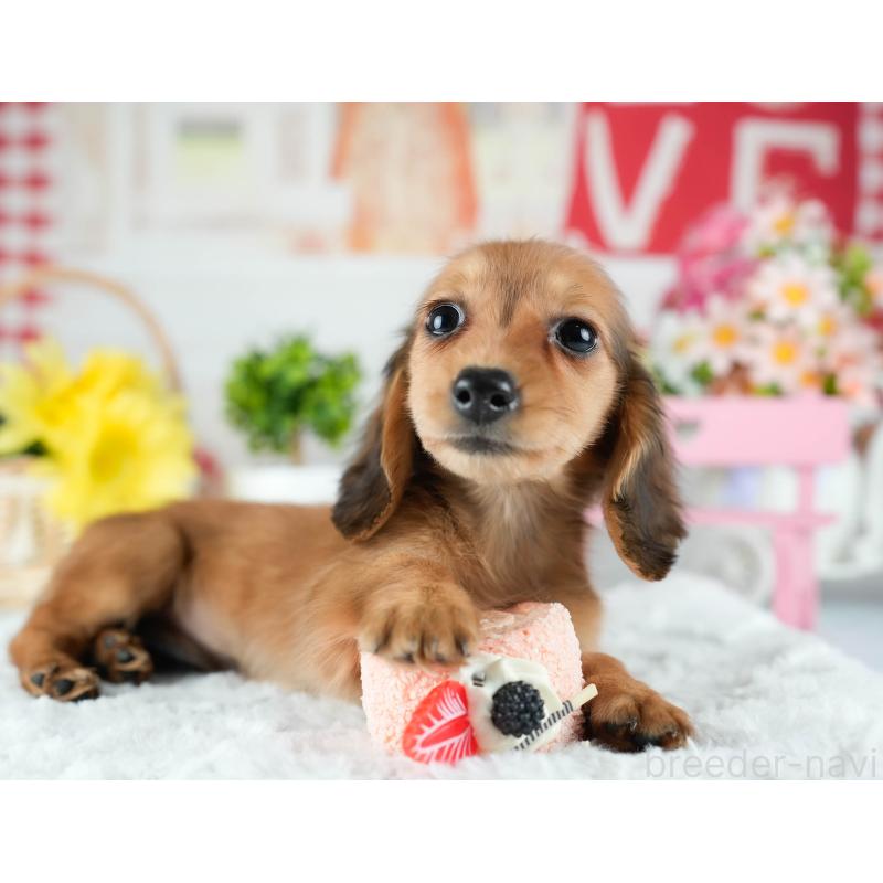 販売中の茨城県のミニチュアダックスフンド(ロングヘアード)-424499の7枚目