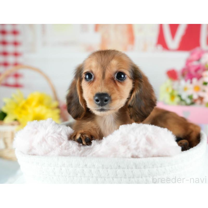 販売中の茨城県のミニチュアダックスフンド(ロングヘアード)-424499の6枚目