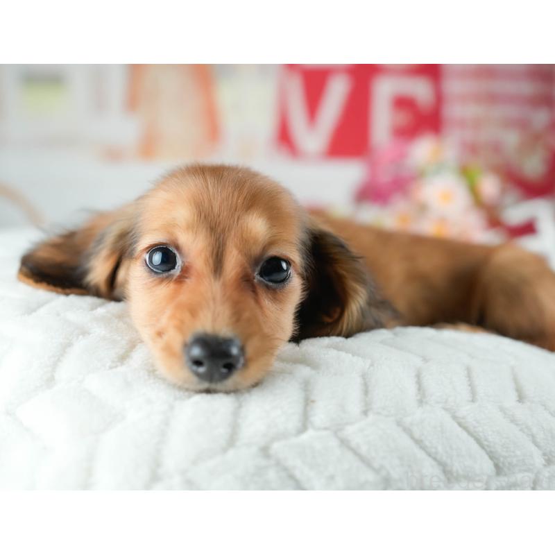 販売中の茨城県のミニチュアダックスフンド(ロングヘアード)-424499の5枚目