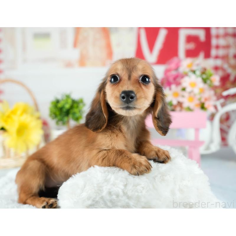 販売中の茨城県のミニチュアダックスフンド(ロングヘアード)-424499の4枚目