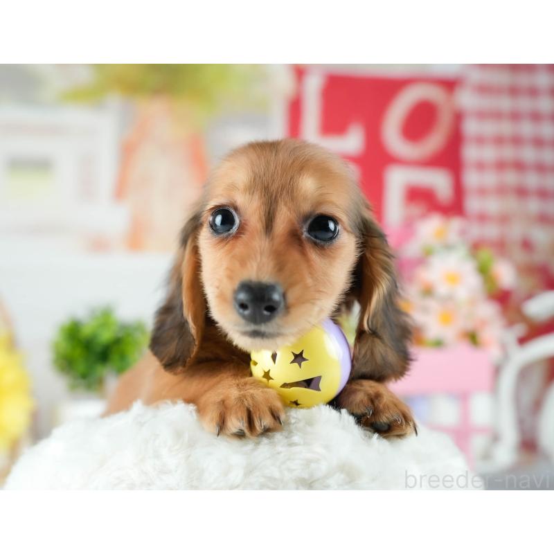 販売中の茨城県のミニチュアダックスフンド(ロングヘアード)-424499の3枚目