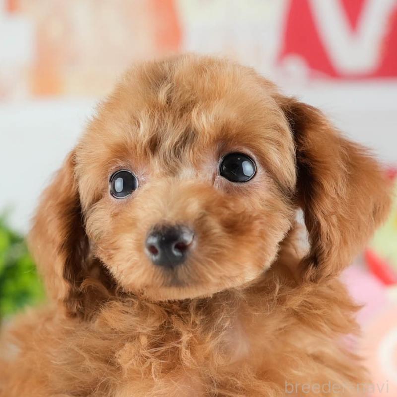 販売中の茨城県のトイプードル-424500の1枚目