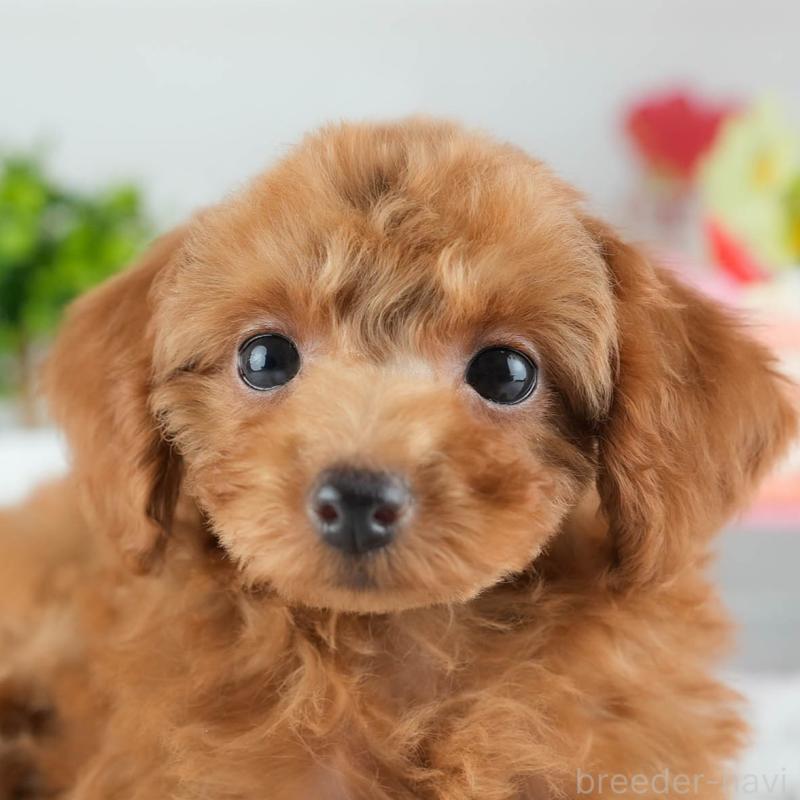 販売中の茨城県のトイプードル-424500の8枚目