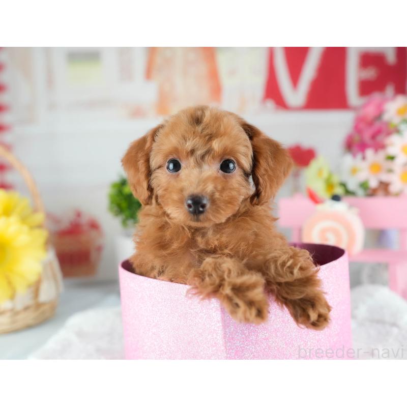 販売中の茨城県のトイプードル-424500の7枚目