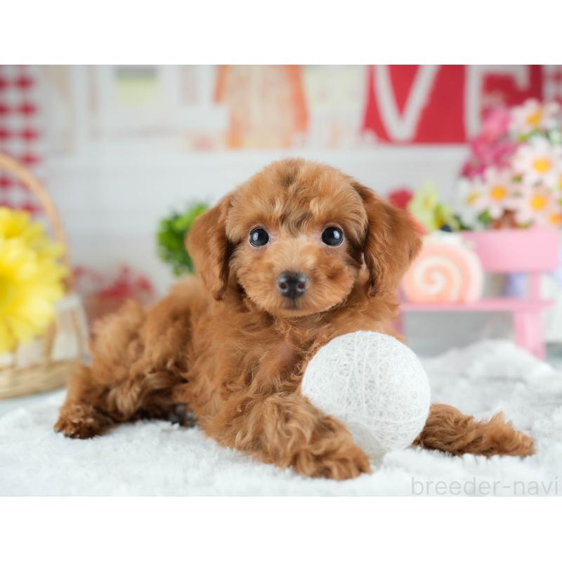 販売中の茨城県のトイプードル-424500の6枚目