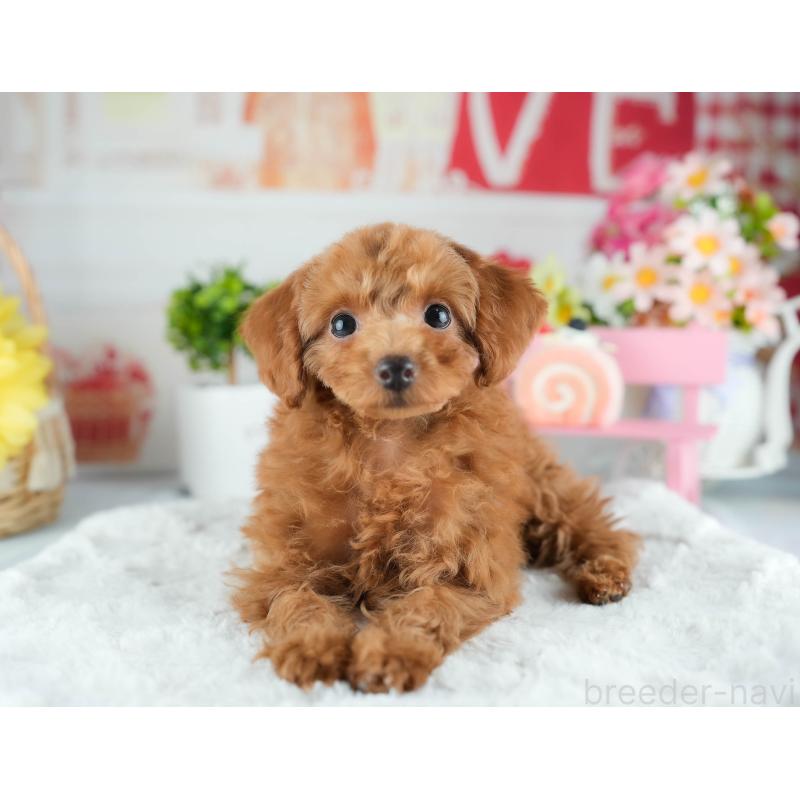 販売中の茨城県のトイプードル-424500の5枚目