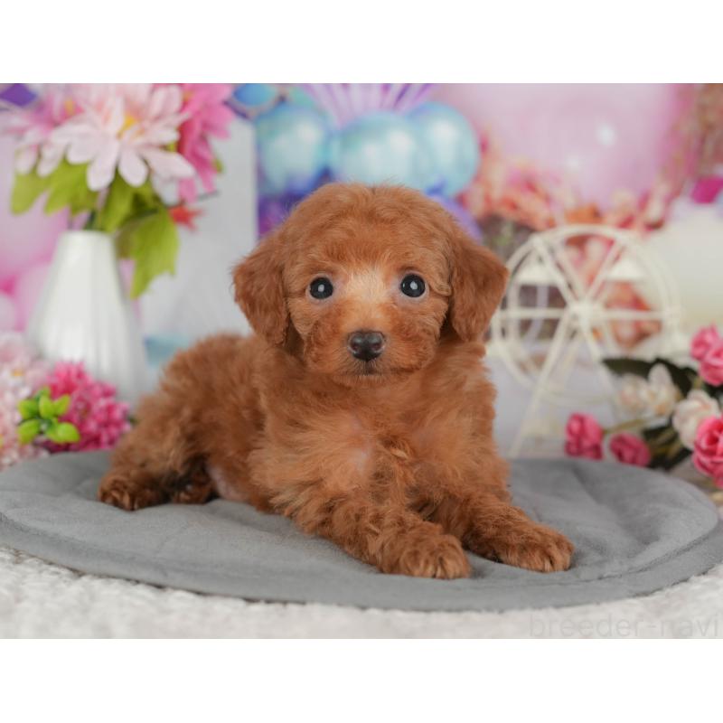 販売中の茨城県のトイプードル-424500の4枚目