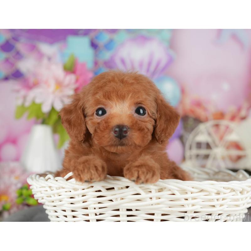 販売中の茨城県のトイプードル-424500の3枚目