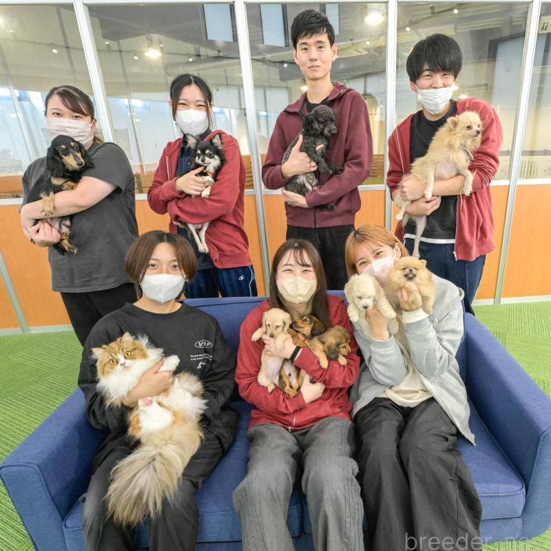 販売中の茨城県のトイプードル-424500の2枚目