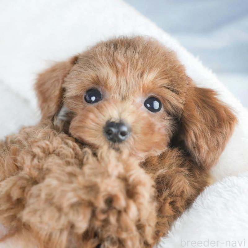 販売中の茨城県のタイニープードル-425620の1枚目