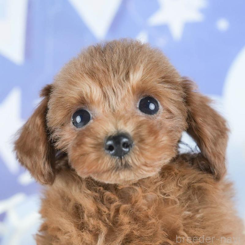 販売中の茨城県のタイニープードル-425620の8枚目