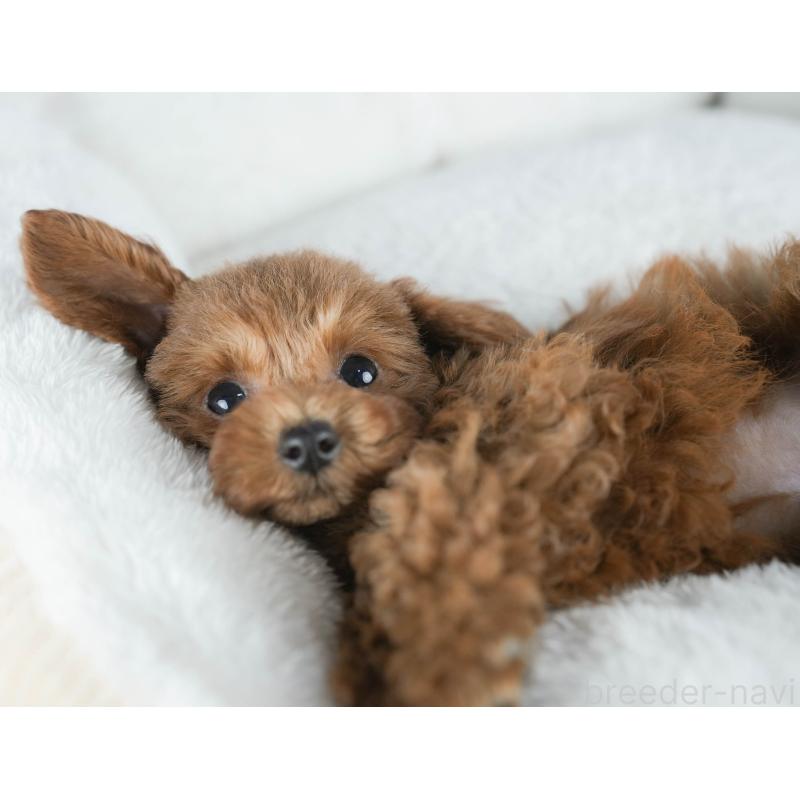 販売中の茨城県のタイニープードル-425620の7枚目