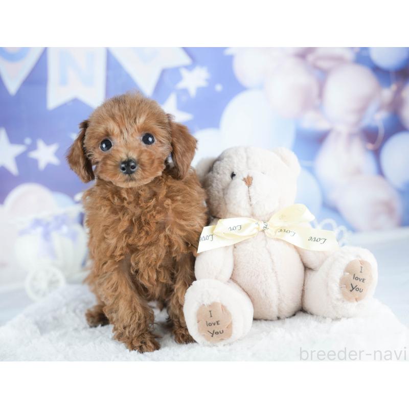 販売中の茨城県のタイニープードル-425620の6枚目