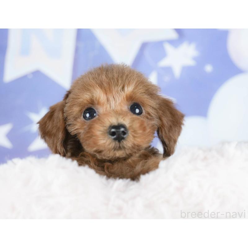 販売中の茨城県のタイニープードル-425620の5枚目