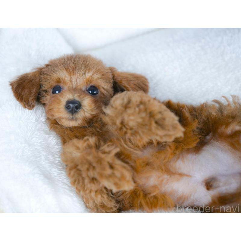 販売中の茨城県のタイニープードル-425620の4枚目