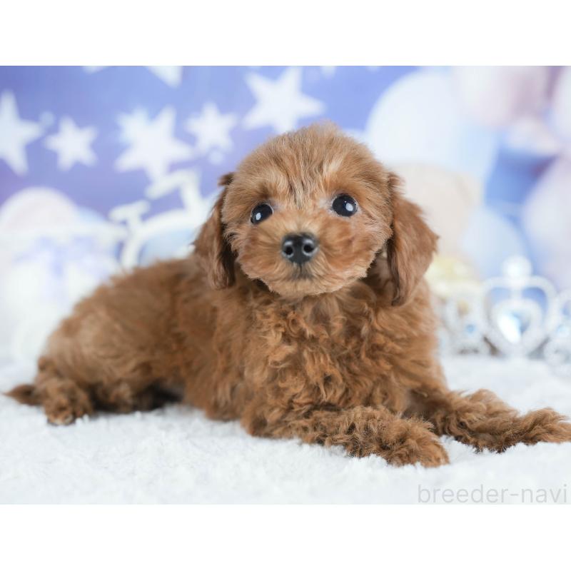 販売中の茨城県のタイニープードル-425620の3枚目