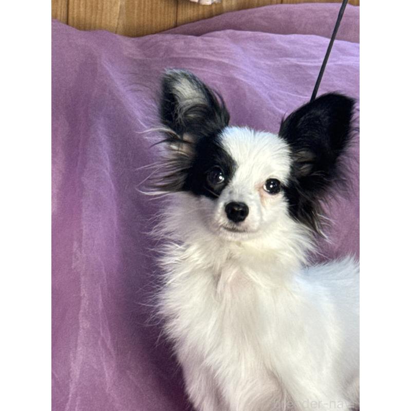 販売中の三重県のパピヨン-424501