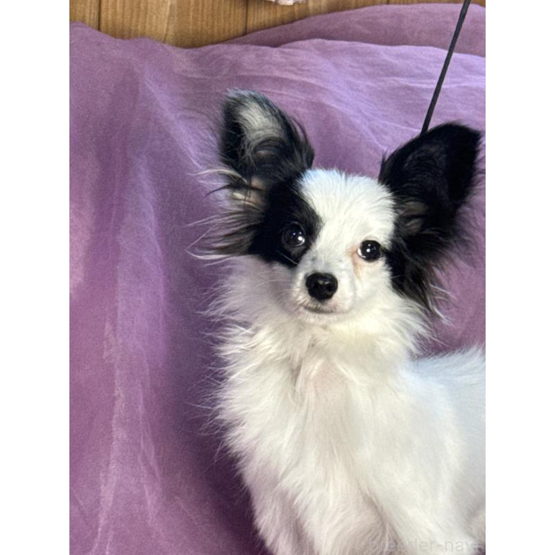 販売中の三重県のパピヨン-424501の7枚目