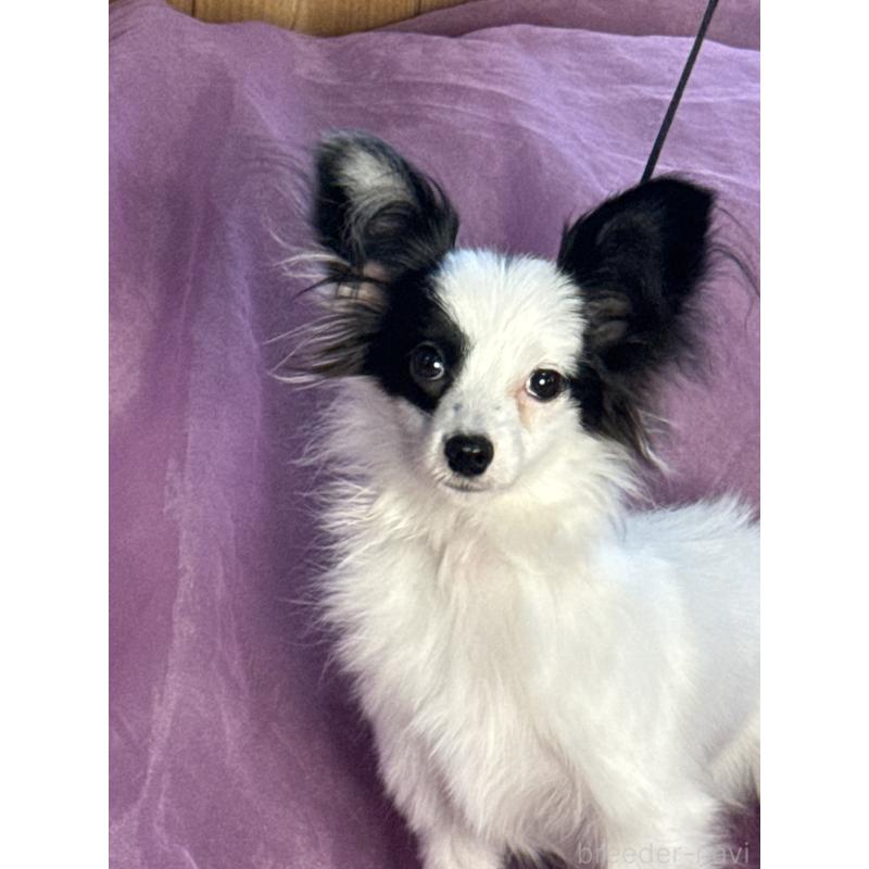 販売中の三重県のパピヨン-424501の6枚目