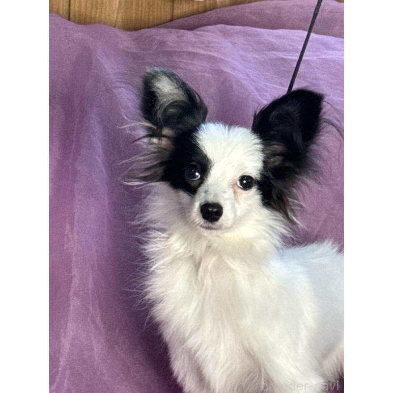 販売中の三重県のパピヨン-424501の5枚目