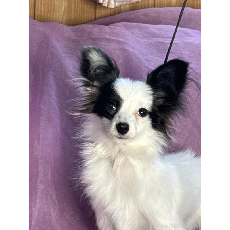 販売中の三重県のパピヨン-424501の4枚目