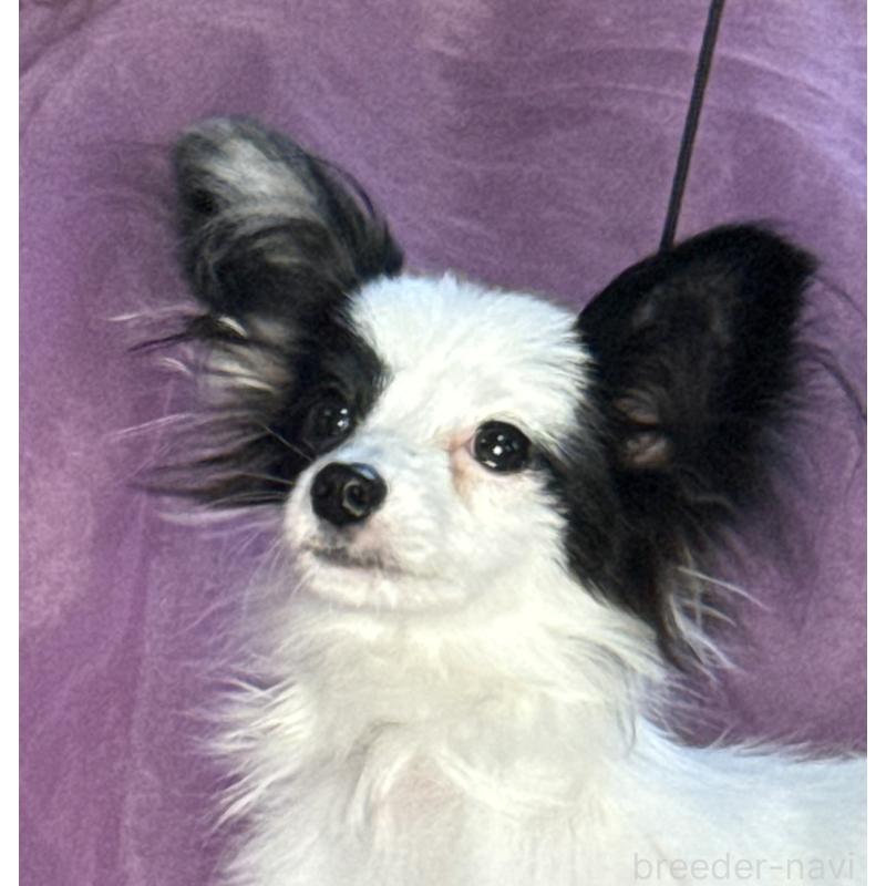 販売中の三重県のパピヨン-424501の3枚目