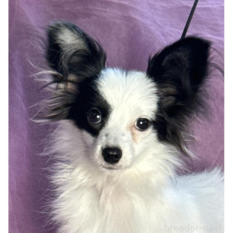 販売中の三重県のパピヨン-424501の2枚目