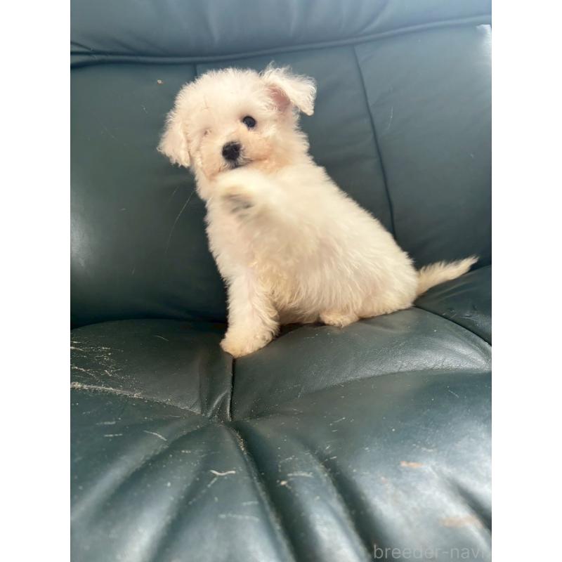 成約済の東京都のビションフリーゼ-417133の10枚目