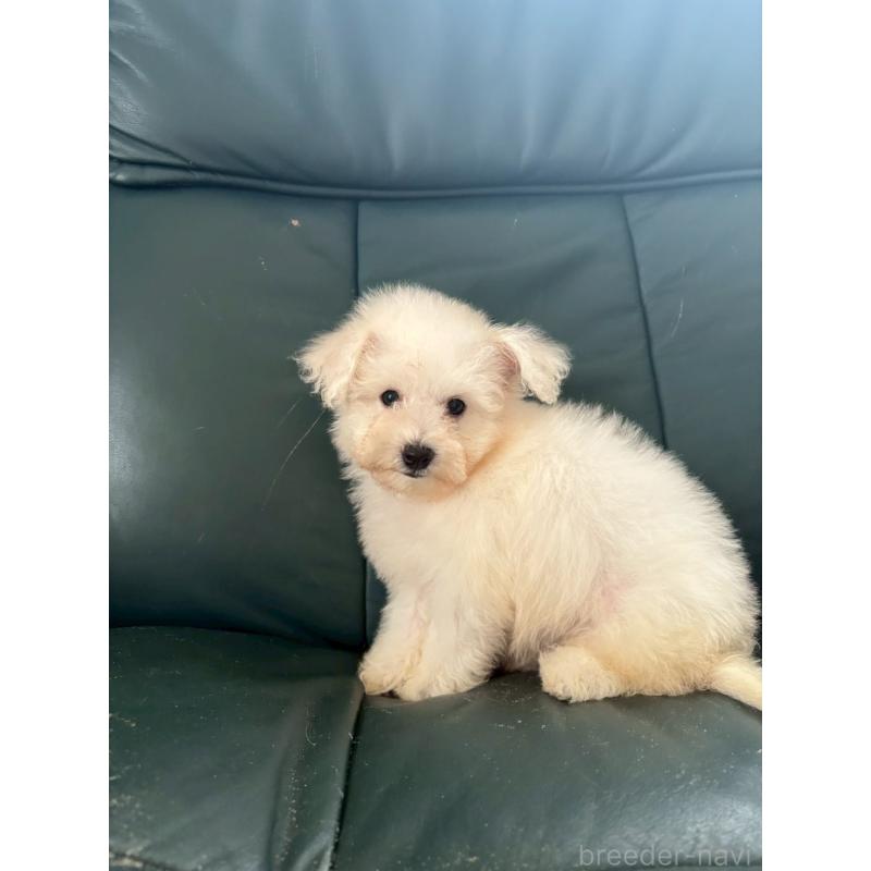 商談中の東京都のビションフリーゼ-417133