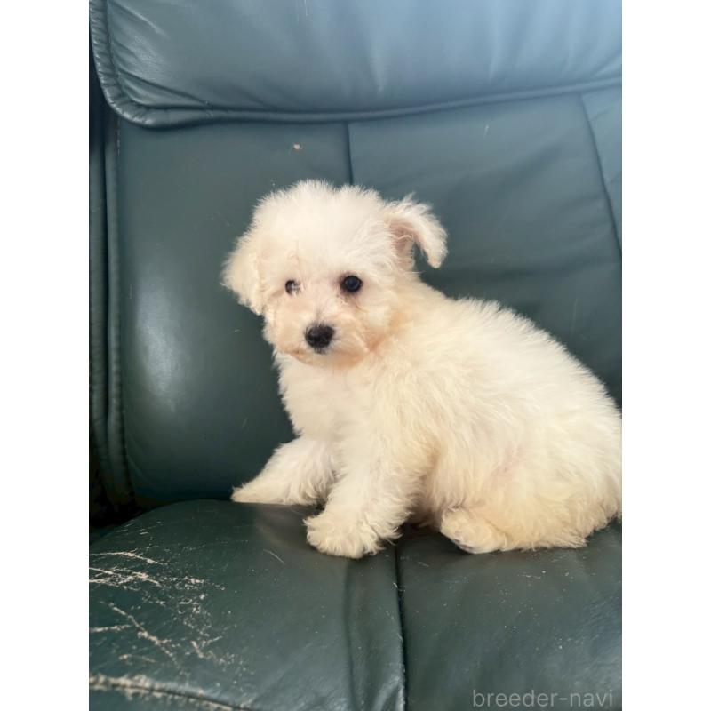 成約済の東京都のビションフリーゼ-417133の8枚目