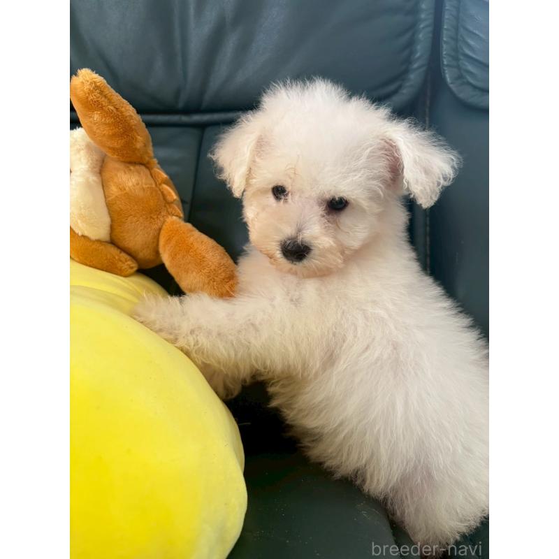 成約済の東京都のビションフリーゼ-417133の7枚目