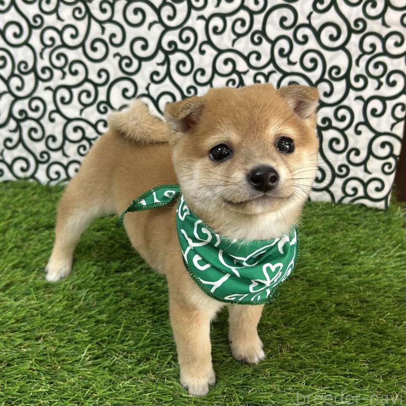 販売中の広島県の豆柴-424503の4枚目