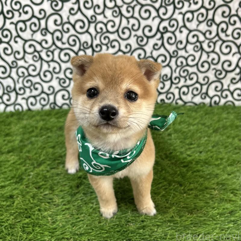 販売中の広島県の豆柴-424503の1枚目