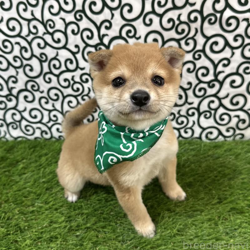 販売中の広島県の豆柴-424503の3枚目