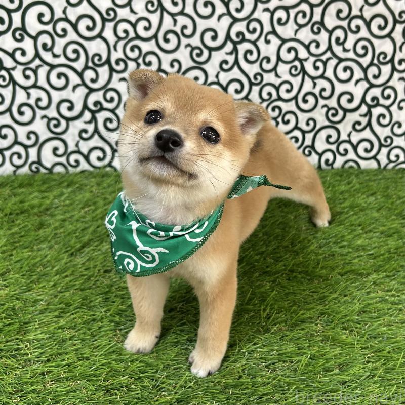 販売中の広島県の豆柴-424503の2枚目