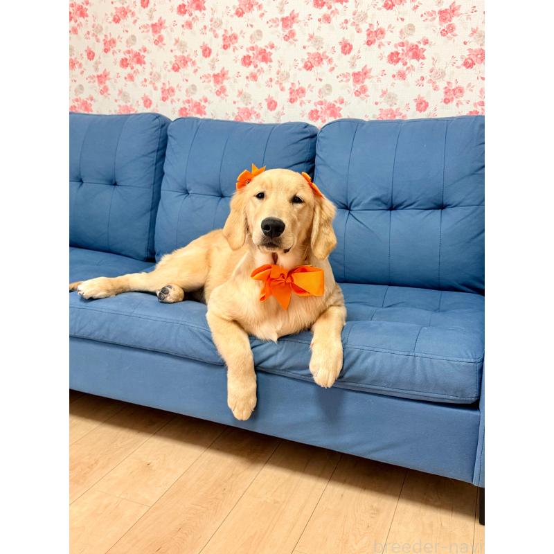 販売中の静岡県のゴールデンレトリーバー-424504の11枚目