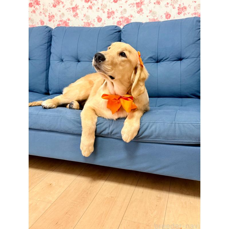 販売中の静岡県のゴールデンレトリーバー-424504の10枚目